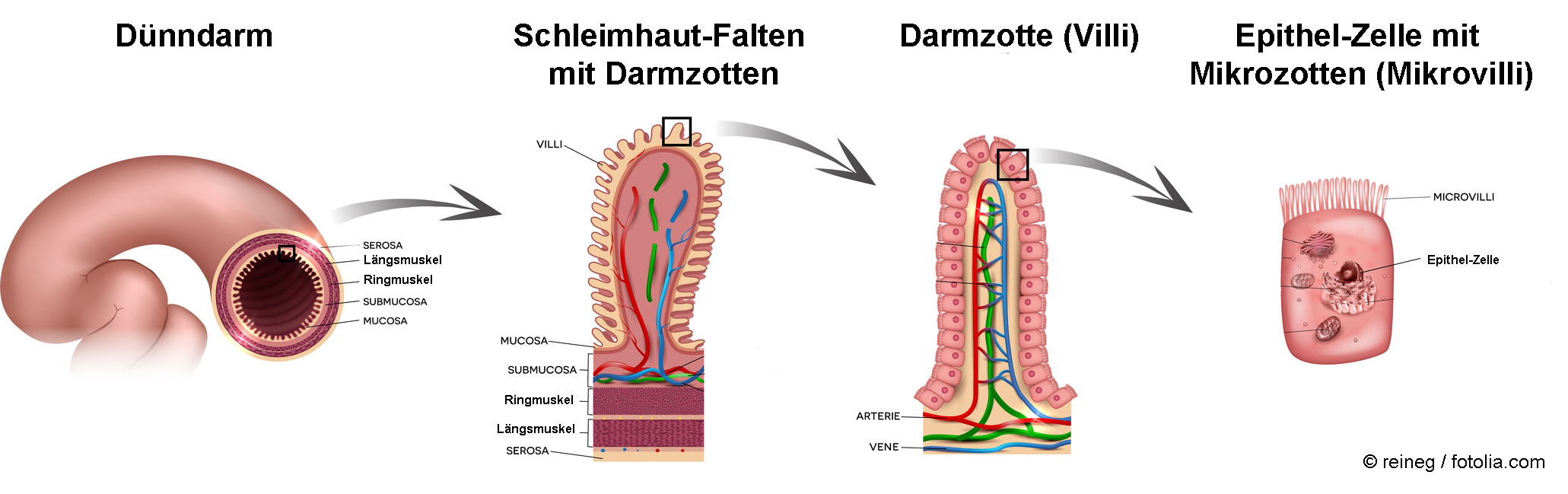 Aufbau des Dünndarms : Dünndarmrohr, Schleimhautfalten mit Darmzotten, Darmzotte, Epithel-zelle mit Mikrovilli. Angepasst mit Erlaubnis von © reineg / fotolia.com