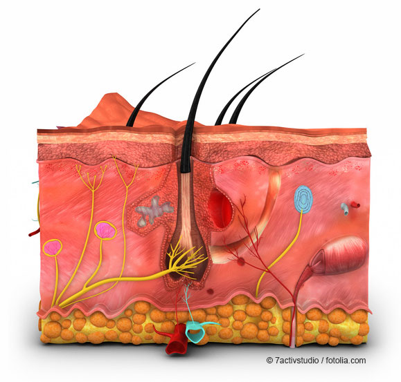 Illustration eines Querschnitts durch die verschiedenen Hautschichten mit Hervorhebung wichtiger Zelltypen, einzelner Haare mit Follikeln, Haaren, Blut- und Lymphgefäßen ©7activstudio - fotolia.com