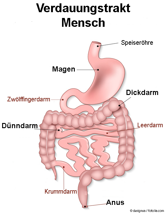 Übersicht Verdauungstrakt des Menschen. Angepasst mit Erlaubnis von © designua / fotolia.com