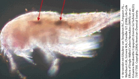 Ruderflusskrebs mit Kohlenstoff-Nanoröhrchen im Verdauungstrakt. © Verwendet mit Erlaubnis von Templeton R.C., Ferguson P.L., Washburn K.M., Scrivens W.A., Chandler G.T. (2006). Life-Cycle Effects of Single-Walled Carbon Nanotubes (SWNTs) on an Estuarine Meiobenthic Copepod†. Environ Sci Technol, 40(23): 7387-7393. Copyright (2006) American Chemical Society. Ruderflusskrebs mit Kohlenstoff-Nanoröhrchen im Verdauungstrakt. © Verwendet mit Erlaubnis von Templeton R.C., Ferguson P.L., Washburn K.M., Scrivens W.A., Chandler G.T. (2006). Life-Cycle Effects of Single-Walled Carbon Nanotubes (SWNTs) on an Estuarine Meiobenthic Copepod†. Environ Sci Technol, 40(23): 7387-7393. Copyright (2006) American Chemical Society.