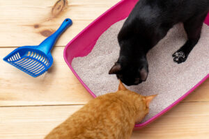 Ausschnitt einer scharzen und braunen Katze im Katzenklo. Bildquelle: Guajillo-studio-stock.adibe.com