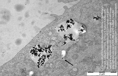 Elektronenmikroskopischer Nachweis der Aufnahme von synthetischen Partikeln in menschliche Lungenzellen. © Verwendet mit Erlaubnis von Konczol M., Ebeling S., Goldenberg E., Treude F., Gminski R., Giere R., Grobety B., Rothen-Rutishauser B., Merfort I., Mersch-Sundermann V. (2011). Cytotoxicity and genotoxicity of size-fractionated iron oxide (magnetite) in A549 human lung epithelial cells: role of ROS, JNK, and NF-kappaB. Chem Res Toxicol, 24(9): 1460-1475. Copyright (2011) American Chemical Society. Elektronenmikroskopischer Nachweis der Aufnahme von synthetischen Partikeln in menschliche Lungenzellen.