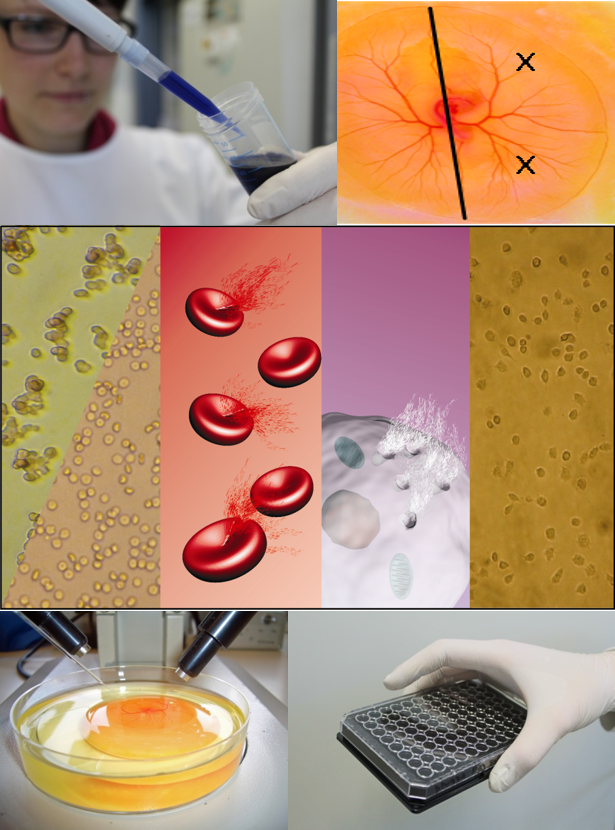 NanoBEL medizinische Nano-Anwendungen NanoBEL medizinische Nano-Anwendungen (c) NanoBEL Konsortium