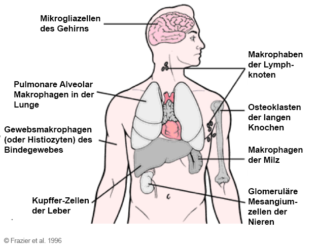 Übersicht Retikuloendotheliales System. © Frazier et al., 1996.