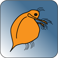 Wasserfloh Icon